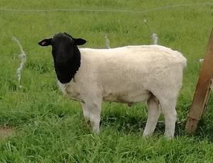 Dorper Sheep for sale