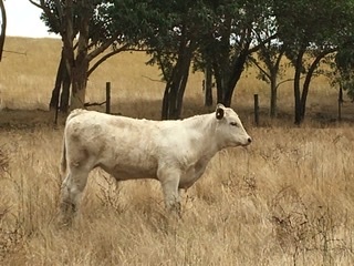 8 EU charolais angus x steers