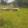 Poll Dorset Rams x 8