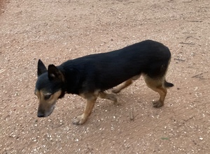 Working kelpie yard and paddock sheep Dog
