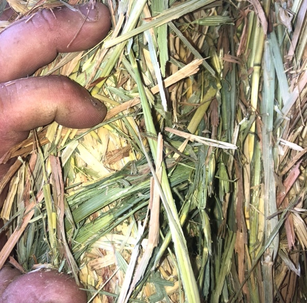 Oaten Hay 130 Bales in 8x4x3’s - SOLD PER Ton