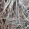 Wheaten Hay 5x4 Rolls