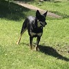 FREE Kelpie to good home only