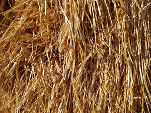Certified Organic Wheaten Hay 8 x 4 x 3 Bales