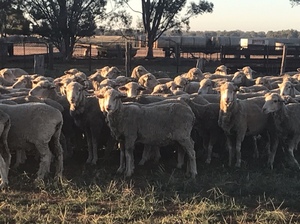 Merino ewes
