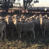 Merino ewes
