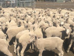 200 composite cross bred lambs