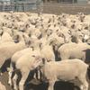 200 composite cross bred lambs