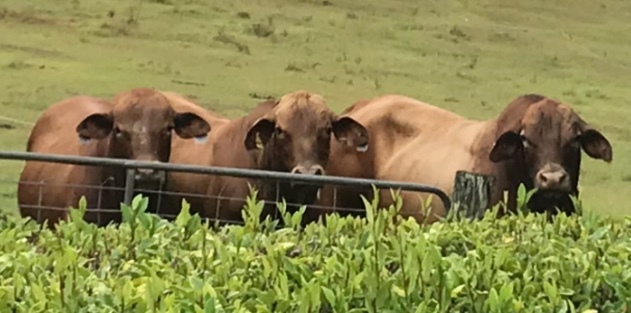 Quality Purebred D5 Droughtmaster Bulls