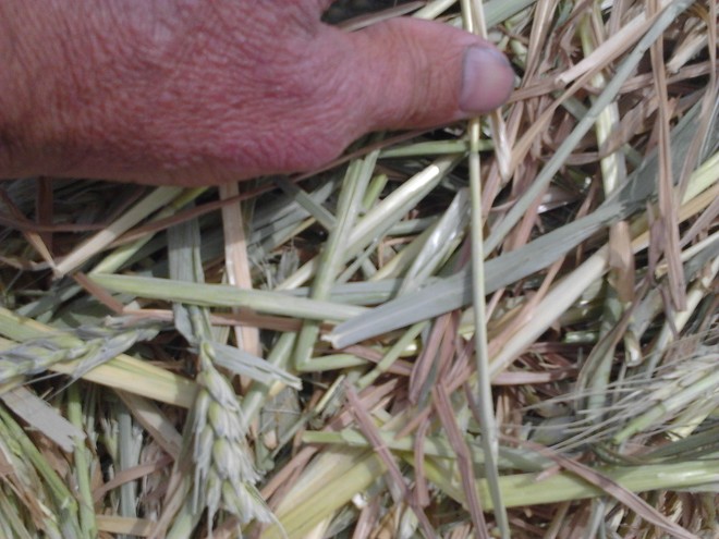 90 M/T NEW SEASON 8X4X3 HAY delivered. MILES,  CHINCHILLA,  DALBY area