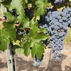 5 ton Cabernet Sauvignon Fruit (Wine Grapes)