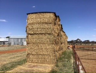 Wheaten hay