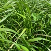 EOI 100ha Standing Ryegrass, Clover
