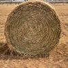 Oaten Hay 5x4 Rolls approximately 300 rolls - SOLD BY THE BALE