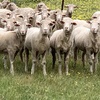 115 two year old merino ewes
