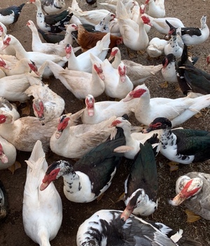Muscovy Ducks