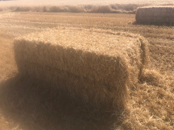 Wheat Straw Header Tailings 8x4x3