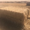 Wheat Straw Header Tailings 8x4x3