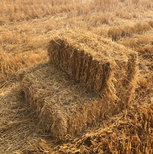 Barley Straw