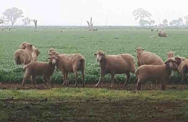 *250 Merino Ewes with 248 White Suffolk Lambs*