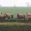 *250 Merino Ewes with 248 White Suffolk Lambs*