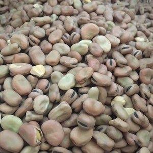 8-9mt Samira Faba Beans