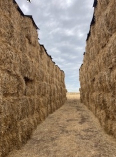 97mt Wheaten Hay 8x4x3 Bales