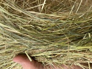PASTURE (Meadow) HAY - Rolls - Horse Hay
