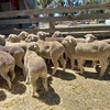 MERINO EWES x 20 READY to JOIN EWE HOGGETS 1ST CROSS BREEDERS FINE WOOL