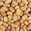 Faba Bean Seed 25Kg Bags