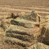 671 x Wheaten Hay 630kg 8x4x3 Bales