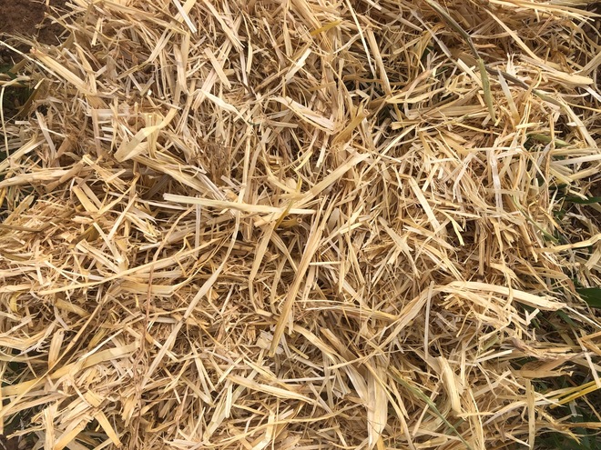 Barley Header Tailings Straw