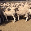 160 x Merino Ewes