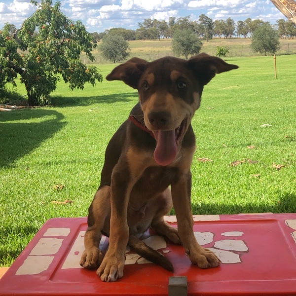 Kelpie Pup