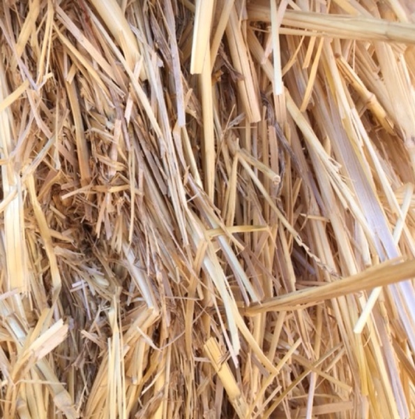 Wheaten Straw 8x4x3