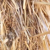 Wheaten Straw 8x4x3