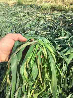 Drover Oats Silage