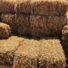 Pea Straw Small Square Bales
