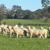 WAKELEIGH White Suffolk Rams