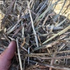 Wheaten Hay  200 Bales