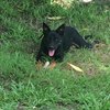 Black Fast Kelpie