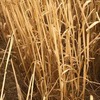 New Season Wheaten & Barley Straw
