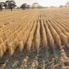 Wheaten Straw 500kg 8x4x3 Bales