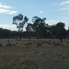 160 Merino Wether Lambs for Sale