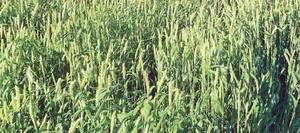 Barley