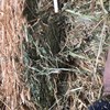 Lucerne/ Pearler Millet  Hay