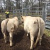 Murray Gray/Square Meater Yearling Bull