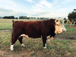 Hereford Bull