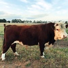 Hereford Bull