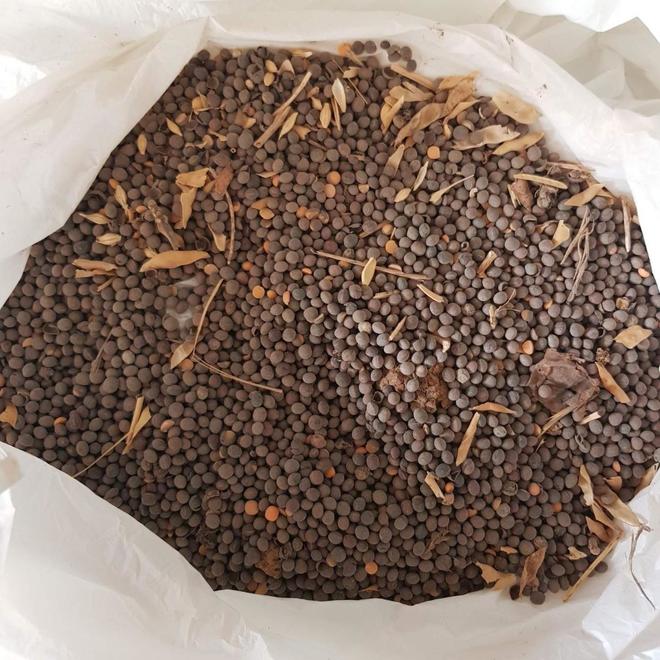 year 2021/2022 Jan , not clean Vetch Morava seeds, farm pick up only